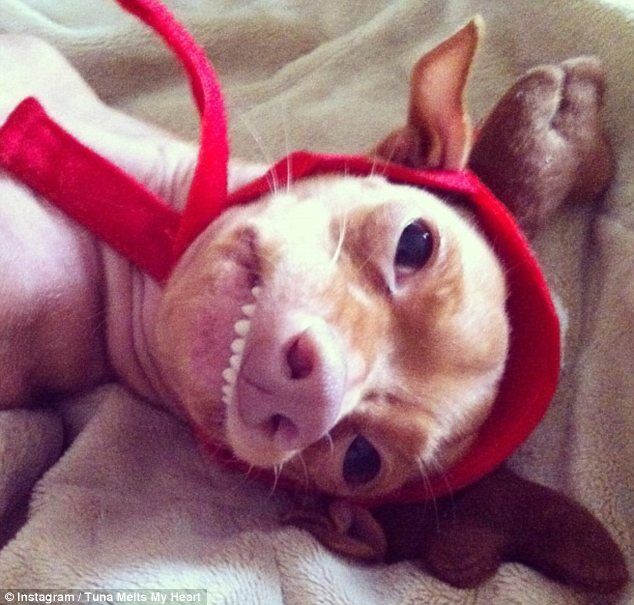 Пес Тунец покорил Интернет неправильным прикусом