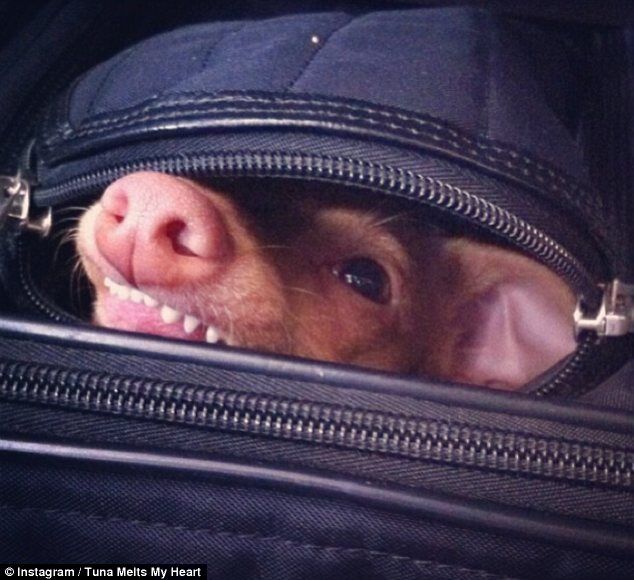 Пес Тунец покорил Интернет неправильным прикусом