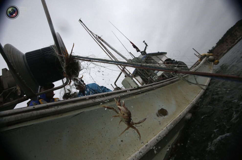 Вилов риби біля аварійної АЕС "Фукусіма-1"
