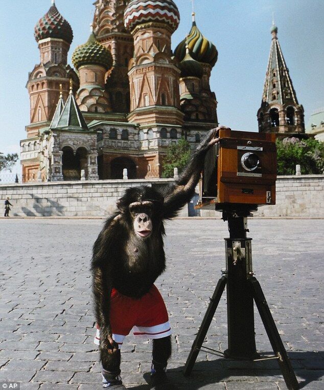 В Лондоне в качестве фотографа прославилась обезьяна