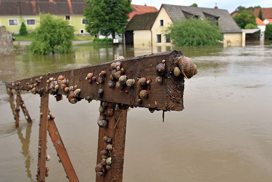 У Європі рятувальники допомагають тваринам при повені