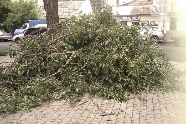 Ливень в Одессе повалил десятки деревьев