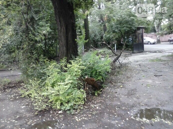 Ливень в Одессе повалил десятки деревьев