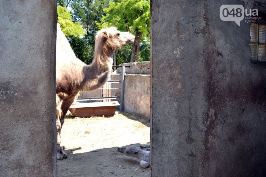 В одесском зоопарке родился верблюжонок Иван