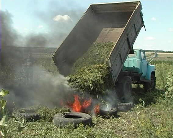 На Харьковщине милиция собрала рекордный урожай конопли