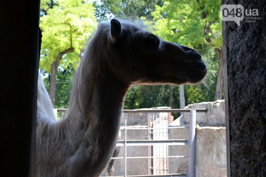 В одесском зоопарке родился верблюжонок Иван