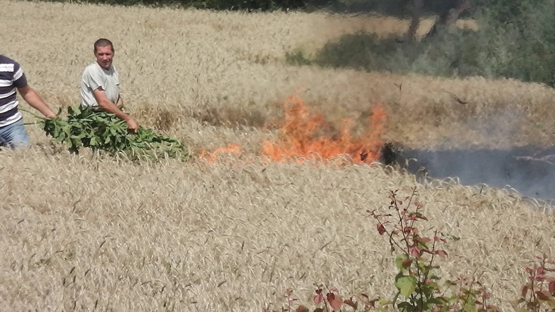 На фірмі Корнацького підпалили поле пшениці