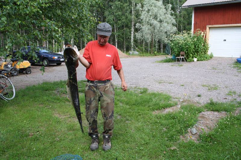 В Финляндии рыбак выловил щуку с ондатрой внутри