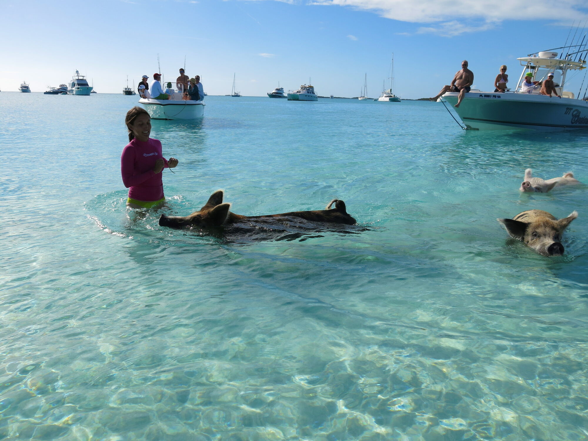 Поплавать с поросятами, как с дельфинами, можно на Багамах
