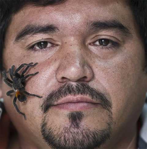 Чилиец держит на ферме 5000 пауков размером с человеческую руку