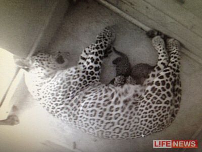 У "леопардів Путіна" народилися перші кошенята