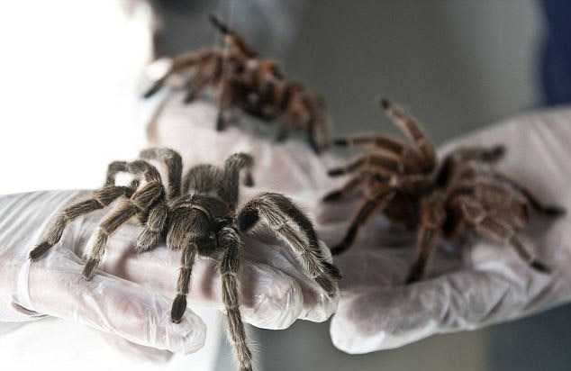 Чилиец держит на ферме 5000 пауков размером с человеческую руку