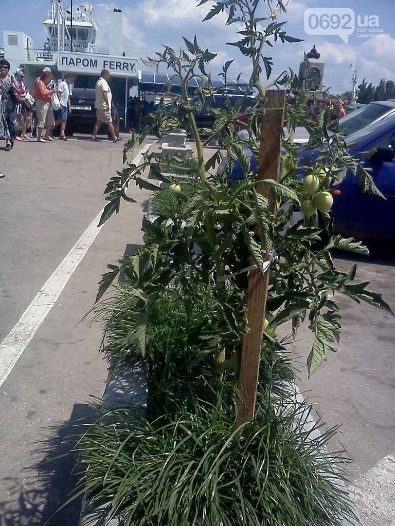 В Севастополе клумбы вместо цветов засадили помидорами
