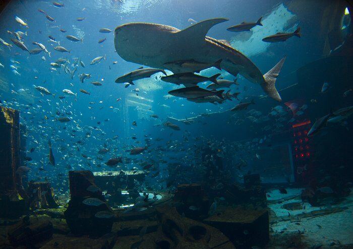 Дубай удивляет новыми аттракционами и купанием с акулами
