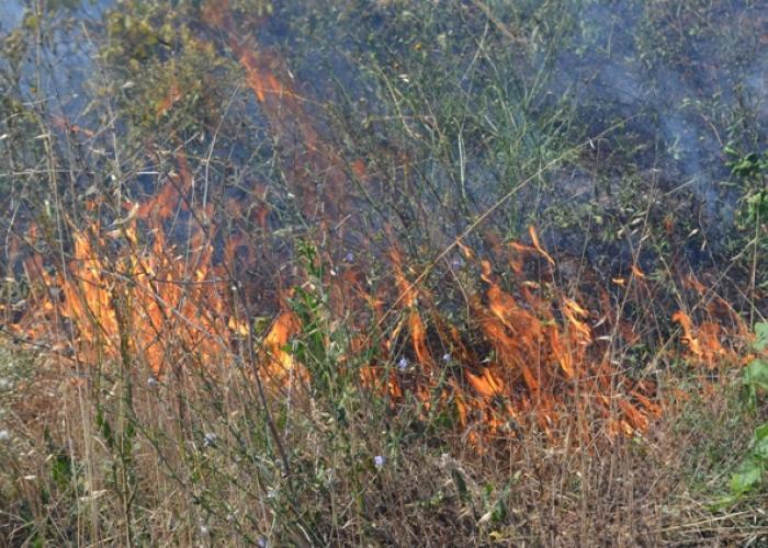 В Крыму сгорело два гектара виноградников