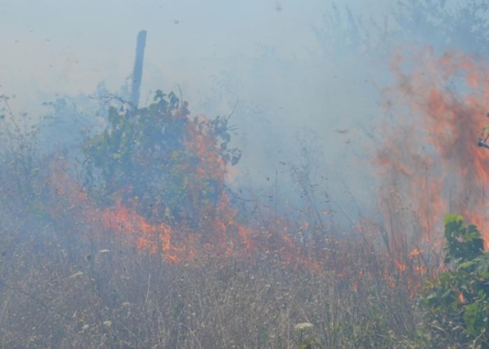 В Крыму сгорело два гектара виноградников