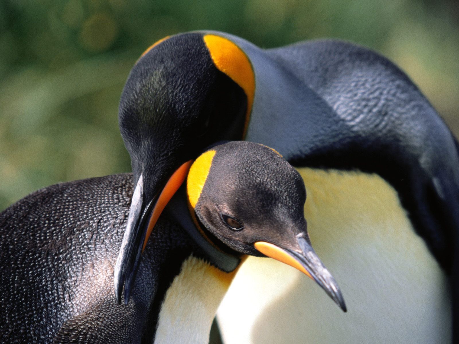 Трогательная подборка фото пингвинов
