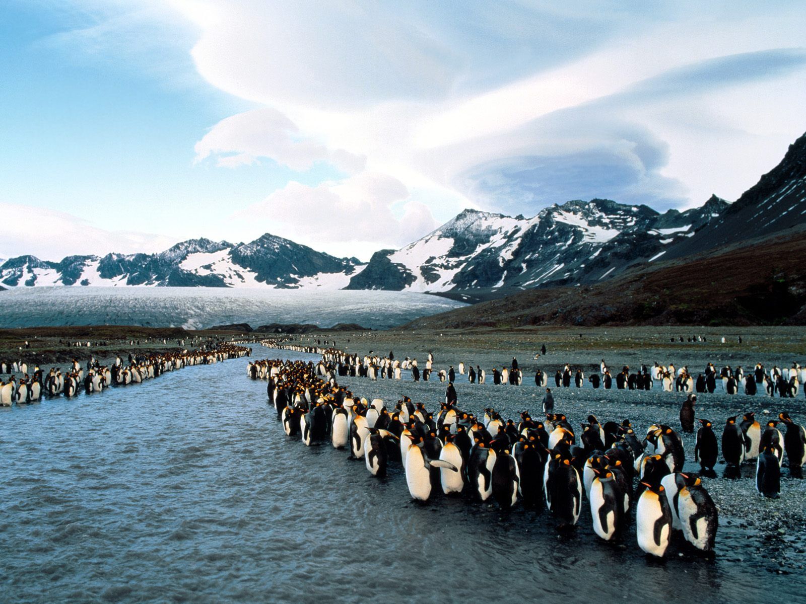Трогательная подборка фото пингвинов