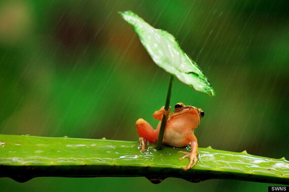 Інтернет підірвала жаба з парасолькою