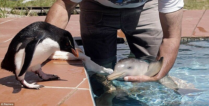Удивительные факты о дельфинах