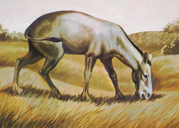 Житель Крыма обнаружил скелет доисторической лошади