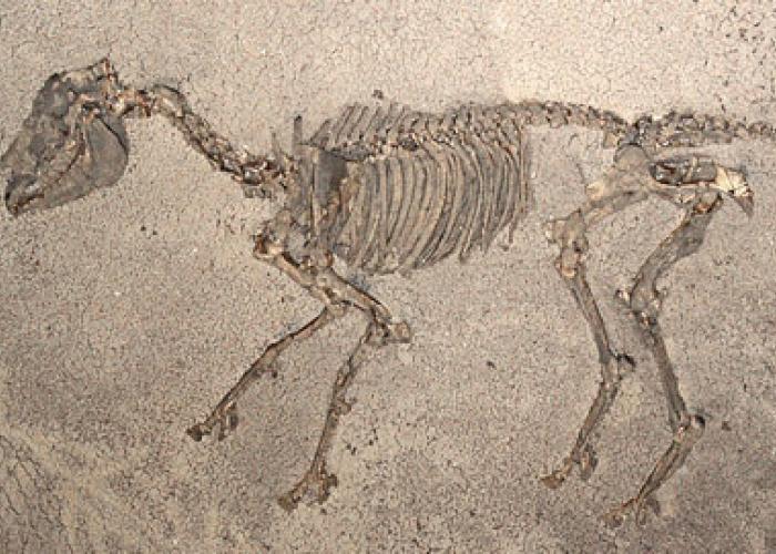 Житель Криму виявив скелет доісторичної коні