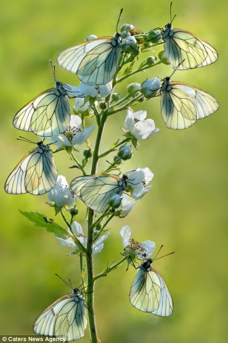 Итальянский фотограф запечатлел растение, цветущее бабочками