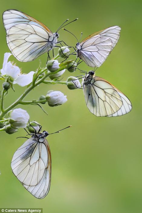 Итальянский фотограф запечатлел растение, цветущее бабочками