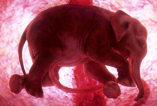 Животные в утробе матери: уникальные фото