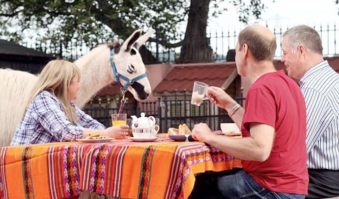 В британском отеле можно позавтракать вместе с ламами