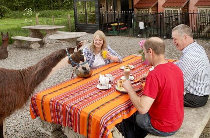 У британському готелі можна поснідати разом з ламами