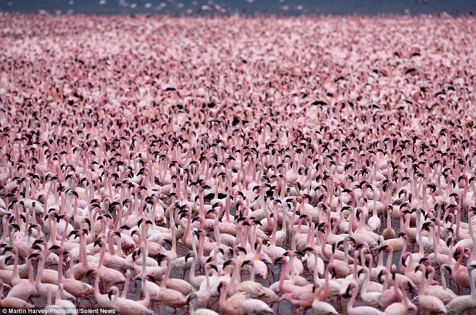 Тысячи фламинго слетелись на озеро Богория в Кении