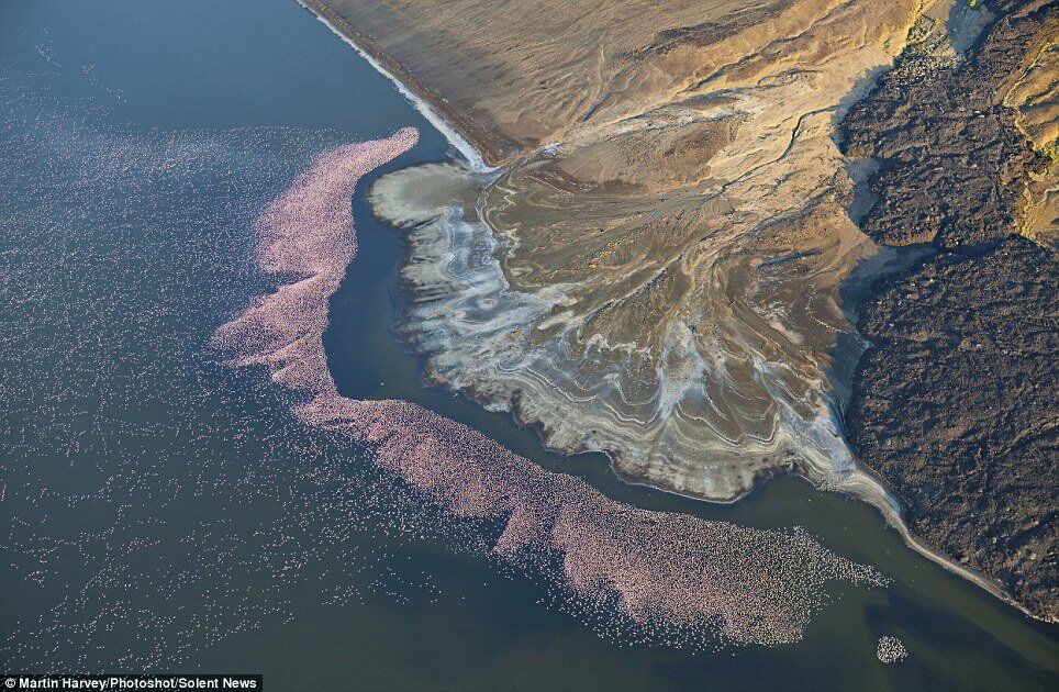 Тысячи фламинго слетелись на озеро Богория в Кении