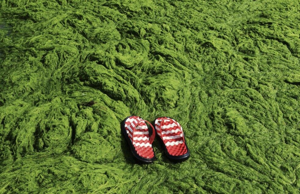 Зеленые водоросли заблокировали пляжи Китая