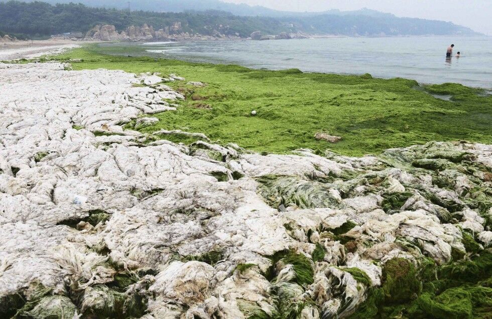 Зелені водорості заблокували пляжі Китаю