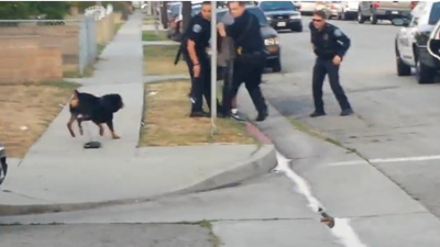 Полицейские подстрелили собаку во время ареста ее хозяина в США