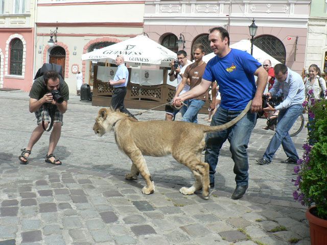 В центре Львова выгуливали льва Бенедикта ХVI