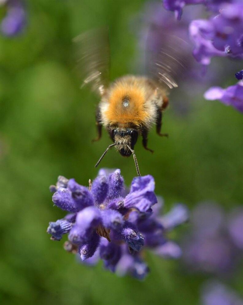 У світі тварин - 05.07.2013