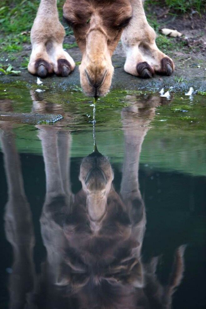 У світі тварин - 05.07.2013