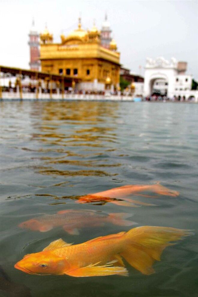 У світі тварин - 05.07.2013