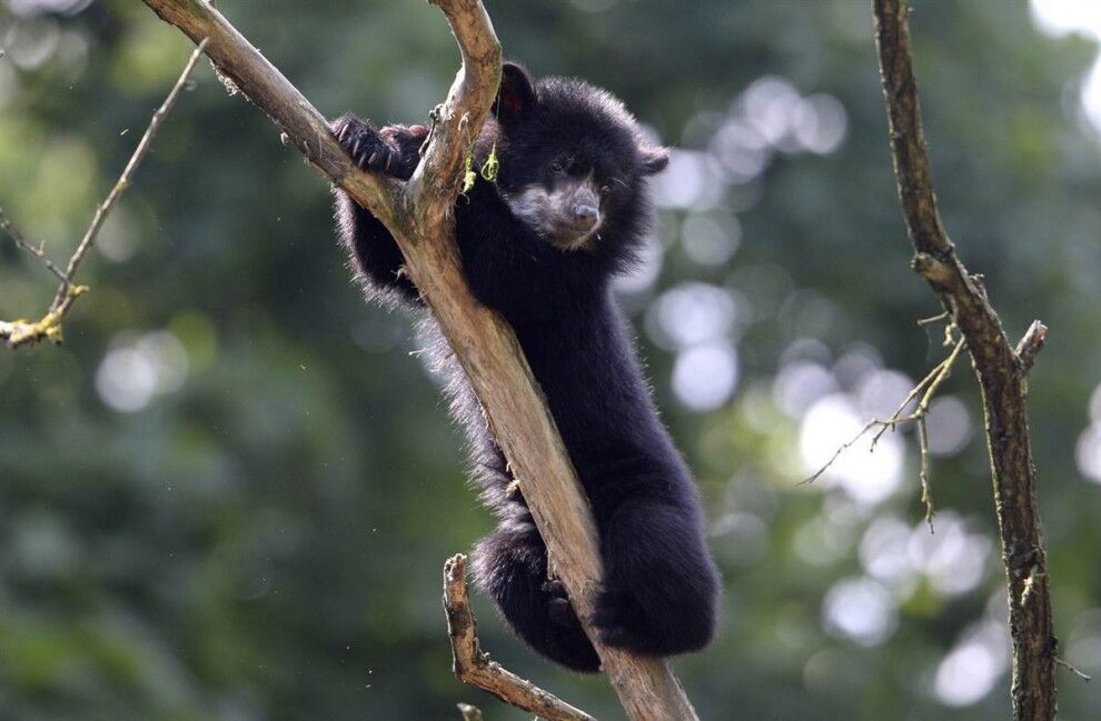 У світі тварин - 05.07.2013
