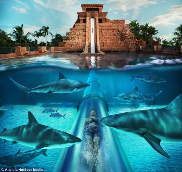 На Багамах туристам предлагают поплавать в бассейне с акулами