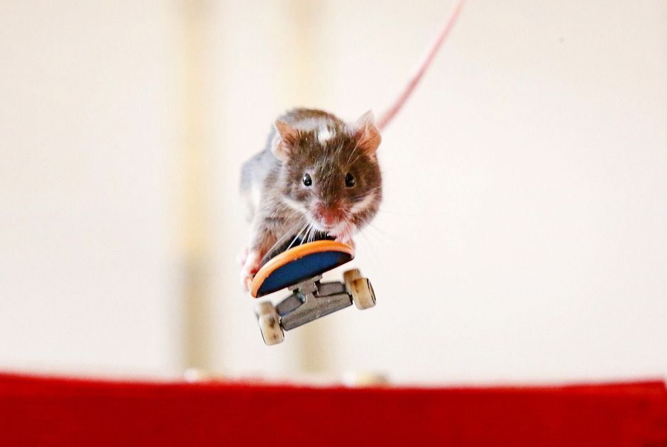 Австралієць навчив мишей кататися на скейтах