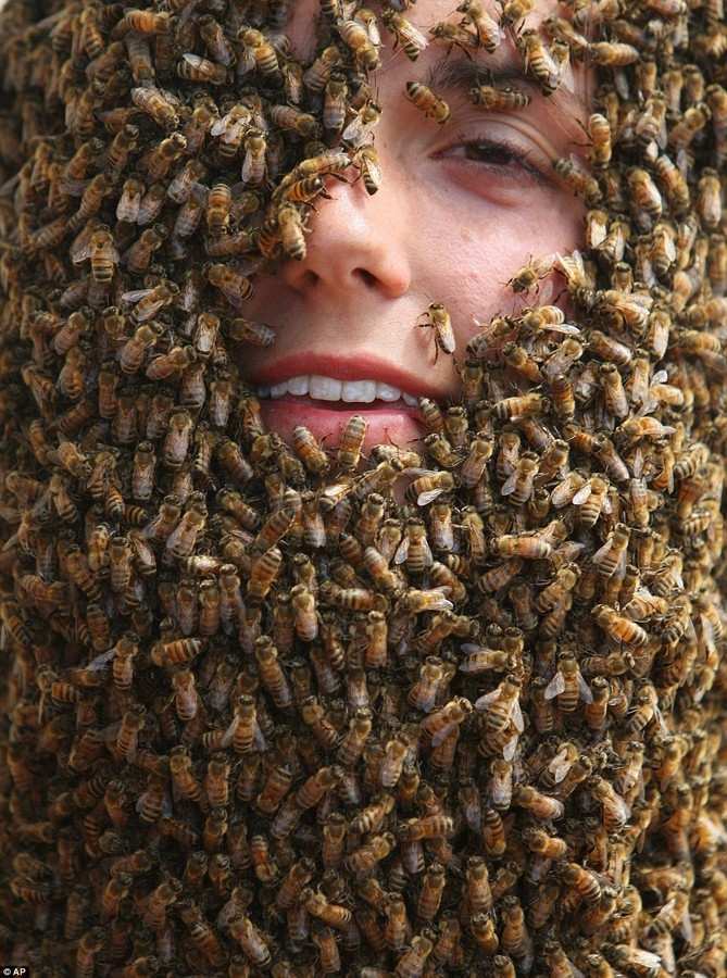 Конкурс бджолиних борід