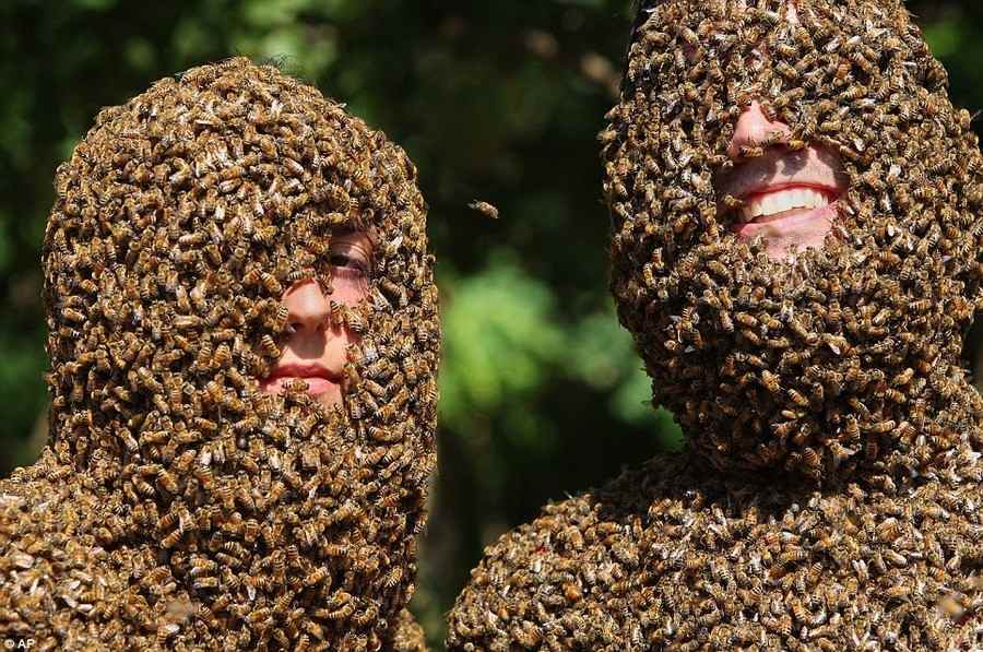 Конкурс бджолиних борід