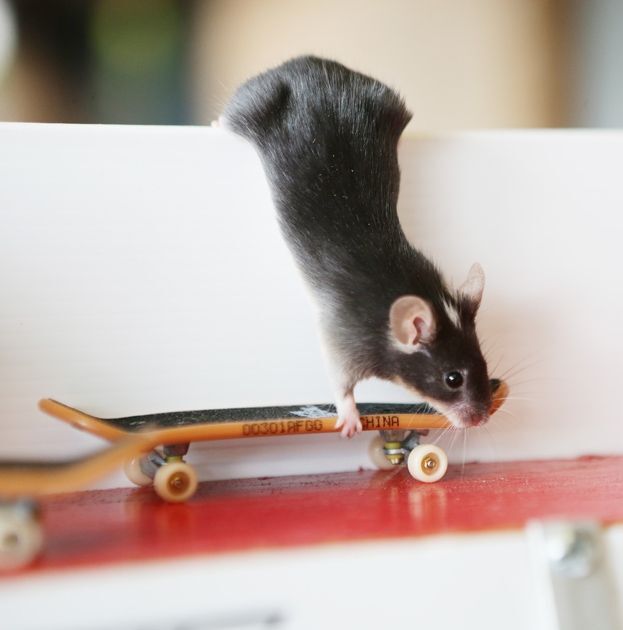 Австралиец научил мышей кататься на скейтах