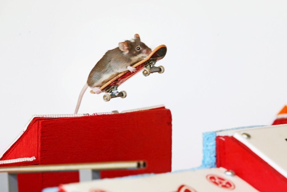 Австралієць навчив мишей кататися на скейтах