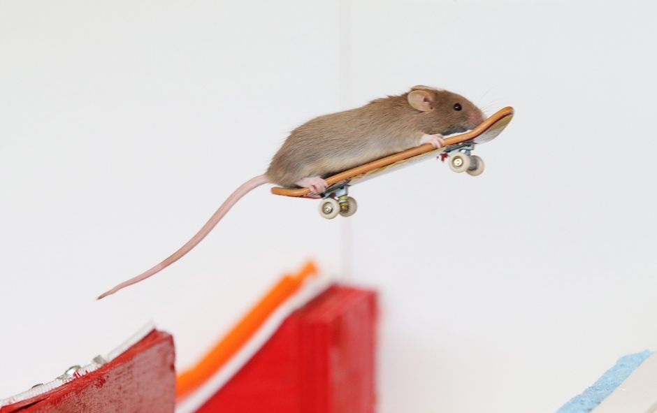 Австралиец научил мышей кататься на скейтах