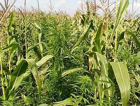 На Полтавщині на кукурудзяному полі знайшлося 700 кг конопель