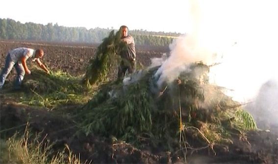 На Полтавщині на кукурудзяному полі знайшлося 700 кг конопель
